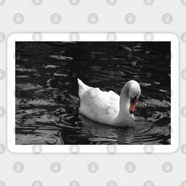 White swan Sticker by EvgeniiV